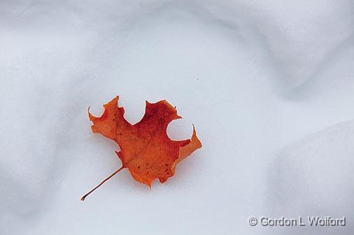 Autumn Amid Winter_12881.jpg - Photographed near Chelsea, Quebec, Canada.